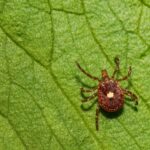 The Importance of Comprehensive Pest Management for Homes and Businesses